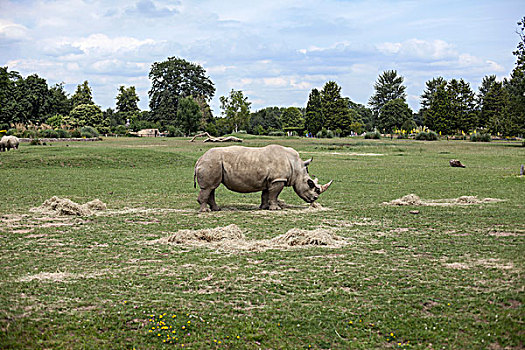 犀牛,放牧,地点,博尔福徳,牛津,英国