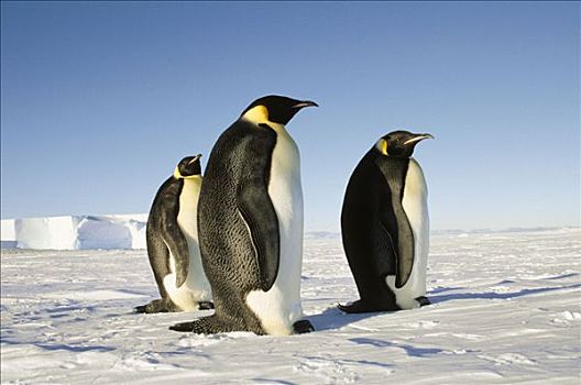 帝企鹅,阿特卡湾,威德尔海,南极