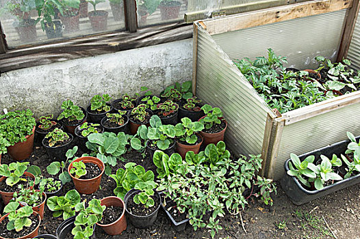 花园,植物,硬的,霜,防护,幼苗,诺福克,英格兰,欧洲