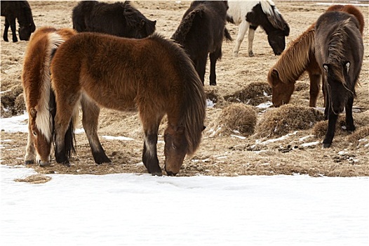 牧群,冰岛,小马,草地,春天