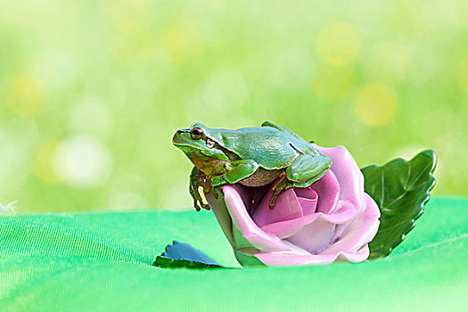 欧洲树蛙,无斑雨蛙,坐,玫瑰