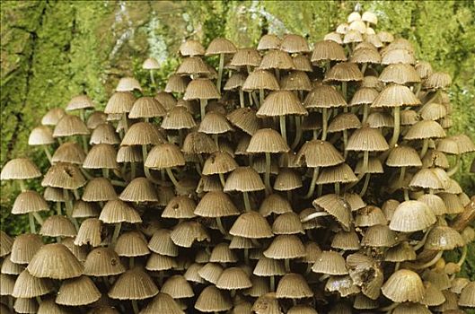 蘑菇,国家公园,荷兰