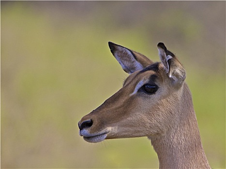 黑斑羚,南非