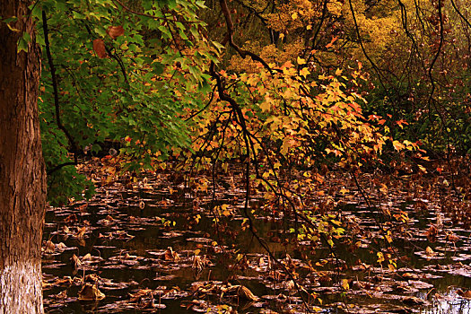 秋季池塘边的树