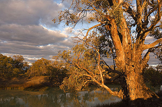 树,河,新南威尔士,澳大利亚