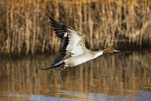 北方,尖尾鸭,针尾鸭,雄性,起飞,博斯克德尔阿帕奇,新墨西哥,美国