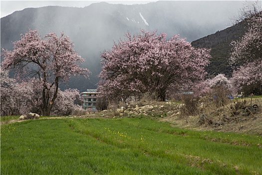 野桃花观赏圣地索松村