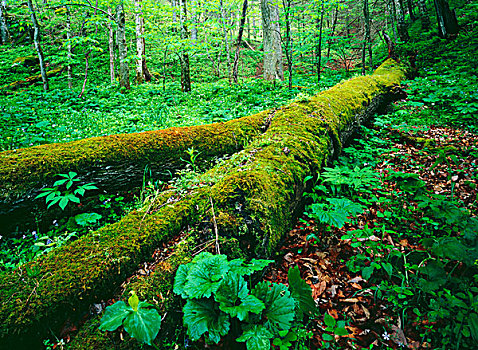 田纳西,美国,落下,树,遮盖,苔藓,茂密,春花,植物,大烟山国家公园