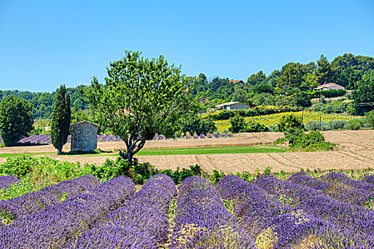 薰衣草种植区,瓦伦索,普罗旺斯,法国,欧洲