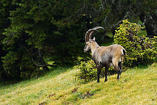 阿尔卑斯野山羊,伯恩高地,瑞士,欧洲