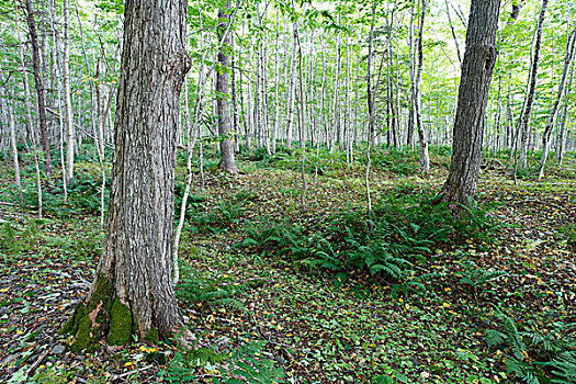 成熟林,硬木,山谷,保护区,新斯科舍省,加拿大