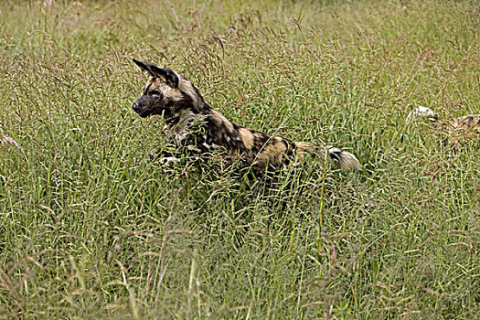 非洲野狗,非洲野犬属,站立,高草,纳米比亚