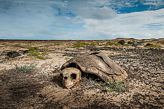 骨骼,海龟,偷猎,岛屿,佛得角群岛,佛得角,非洲