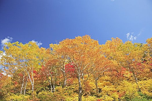 桦树,高原,温泉,山,国家公园