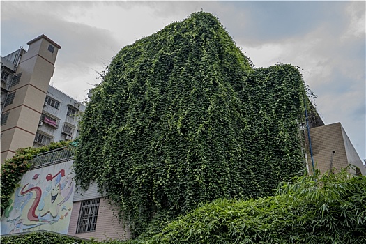 羊城广州夏天的绿植长在楼房上