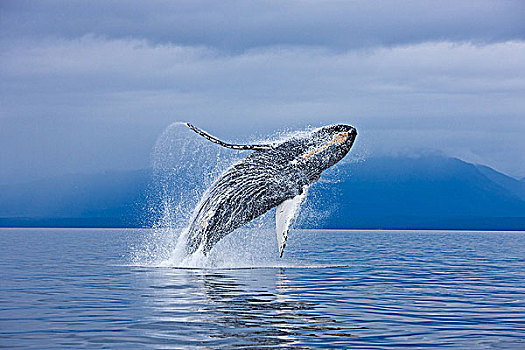 驼背鲸,海岸线,岛屿,通加斯国家森林,东南阿拉斯加,夏天,合成效果