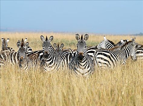 牧群,斑马,草原,马塞马拉野生动物保护区,几个,角马,迁徙,塞伦盖蒂国家公园,坦桑尼亚北部,马赛马拉