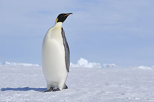 肖像,帝企鹅,雪丘岛,南极