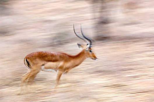 肯尼亚,萨布鲁国家公园,动感,跑,雄性,黑斑羚