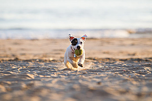 杰克罗素狗,跑,海滩