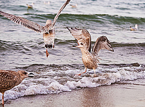 银,海鸥,幼鸟,地区,争斗,海滩