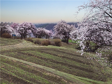 野桃花观赏圣地索松村