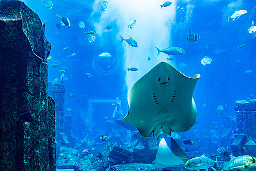 阿联酋迪拜棕榈岛,失落的空间,水族馆