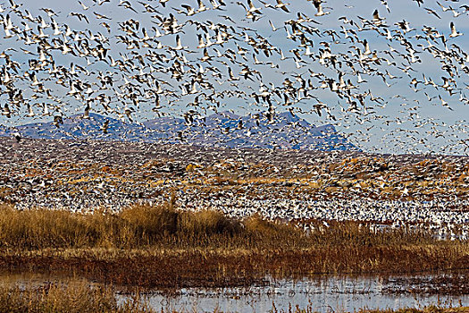 雪雁,飞,成群,野生动植物保护区,新墨西哥,美国