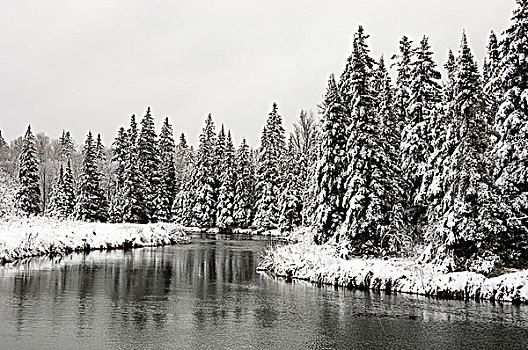 清新,重,湿,雪,树,堤岸,连通,溪流,活泼,安大略省,加拿大