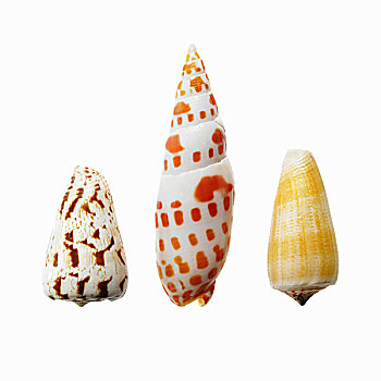 三个,海螺壳,排列,展示,品种,尺寸,形状,图案