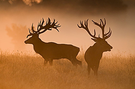 两个,赤鹿,围绕,浓厚,雾