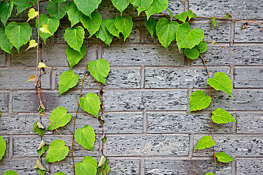 绿色,攀缘植物,砖墙