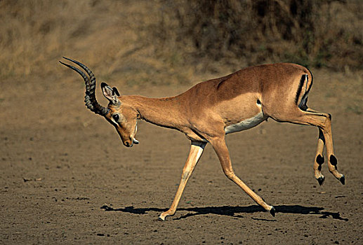 黑斑羚,跑,克鲁格国家公园,南非,非洲
