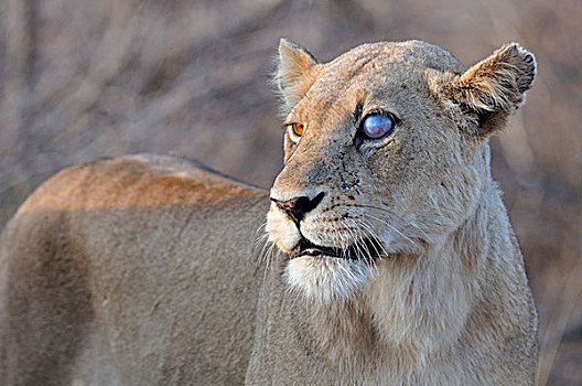 雌狮,雌性,失明,眼,克鲁格国家公园,南非,非洲