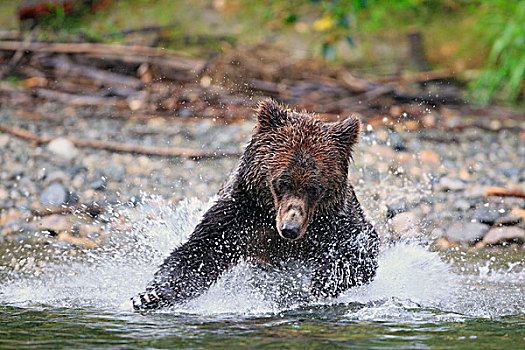 大灰熊,棕熊,追逐,三文鱼,沿岸,河