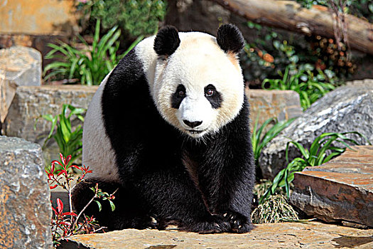 大熊猫,成年,阿德莱德市,动物园,澳大利亚