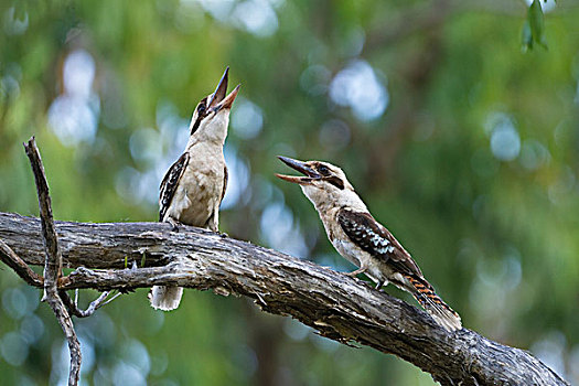 笑,笑翠鸟,一对,昆士兰,澳大利亚