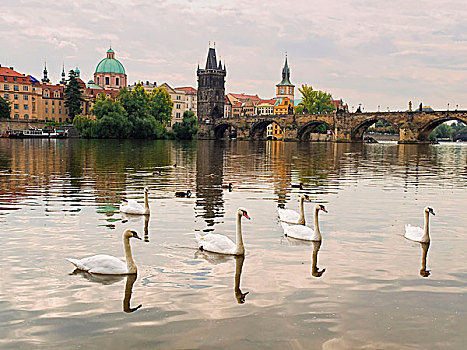 伏尔塔瓦河,河,天鹅,布拉格,捷克共和国