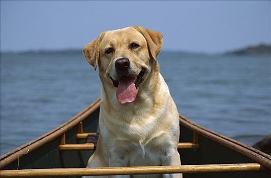 黄色拉布拉多犬,狗,成年,独木舟,乘