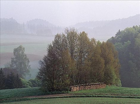 薄雾,上方,草地,树,巴伐利亚森林,德国,欧洲