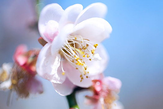 梅花特写