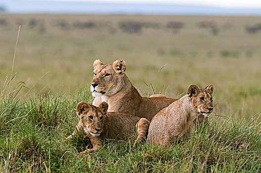 雌狮,幼兽,狮子,马赛马拉国家保护区,肯尼亚
