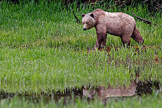 大灰熊,棕熊,大熊雨林,海岸线,第一,领土,不列颠哥伦比亚省,加拿大