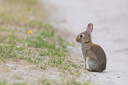 休闲街区兔子图片