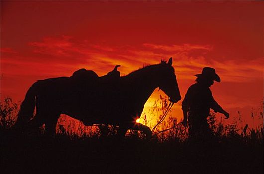 牛仔,马,走,日落,剪影,草,蒙大拿,成年,男性,橙色