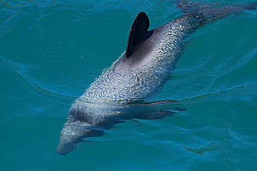 海豚,阿卡罗瓦,港口,班克斯半岛,坎特伯雷,南岛,新西兰