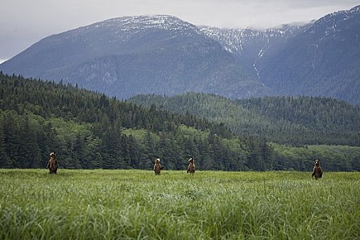 母兽,棕熊,莎草,湾流,不列颠哥伦比亚省,加拿大