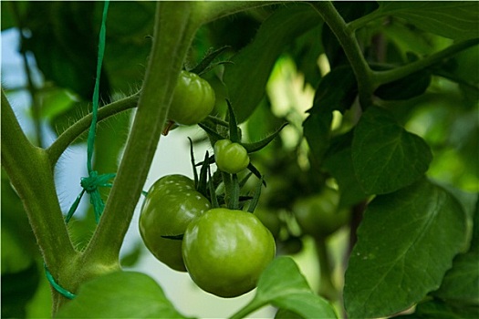 不熟,青蕃茄,灌木,温室