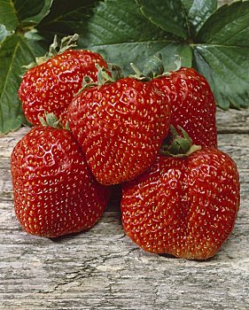 五个,草莓,品种
