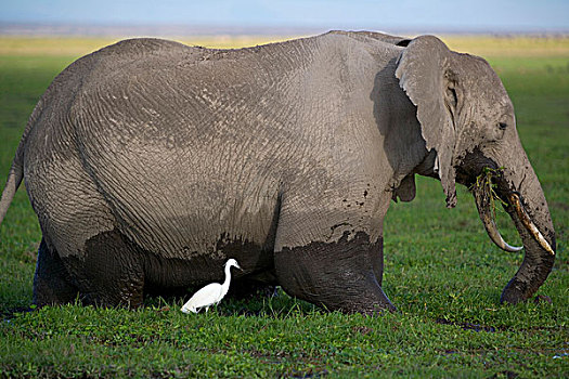 大象,靠近,山,乞力马扎罗山,安伯塞利国家公园,肯尼亚